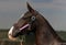 Akhal-Teke horse portrait.  Stallion with sports tack,