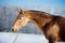Akhal-teke horse portrait in winter