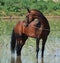 Akhal-teke horse in water