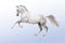 Akhal-teke horse on white