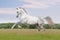 Akhal-teke horse on white