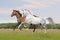 Akhal-teke horse on white