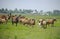 Akhal-teke horses herd