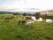 Akhal-Teke horses herds grazes in a meadow in the Tver region. Russia