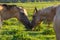 Akhal-Teke horses kiss in the Tver region. Russia