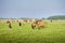 Akhal-teke horses on pasture