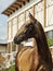 Akhal-Teke horses in a stud farm, Ashgabat, Turkmenistan