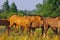 Akhal-teke Horses on a summer pasture