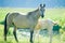 Akhal-teke mare and foal near the lake in the morning