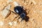 Akis granulifera Beetle, Ria Formosa Natural Park, Algarve, Portugal