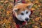 Akita in autumn in a blanket