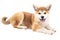 Akita, beautiful dogs, thoroughbred dogs