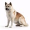 Akita breed dog isolated on a clean white background