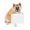 Akita Dog Carrying Blank Sign