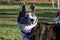 Akita Dog looking across the park