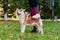 Akita dog with a mistress in the autumn park among the yellow fallen leaves