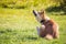 Akita dog sitting in the grass and scratching his neck