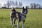 Akita Dog standing on green grass