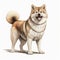 Akita Dog Standing Illustration On White Background