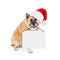 Akita Dog Wearing Santa Hat Carrying Blank Sign