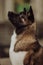 Akita dogs sit on stairs in nature at sunlight, portrait