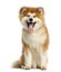 Akita Inu, 1 year old, sitting and panting