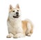 Akita Inu, 2 years old, lying and panting