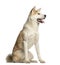 Akita Inu, 2 years old, sitting and panting