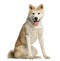 Akita Inu, 2 years old, sitting and panting