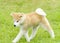 Akita Inu