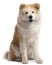 Akita Inu, 4 years old, sitting