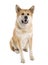 Akita inu (5 years old)