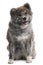 Akita Inu, 7 years old, sitting