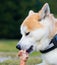 Akita Inu dog eating a big bone