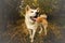 Akita inu dog in the forest