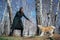 Akita Inu dog with green leash plays with rope toy with woman in dark green coat