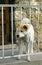 Akita Inu Dog Guarding House