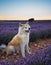 Akita inu dog lovely lavender fields at sunset