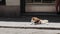 Akita Inu dog lying on the street on a sunny day