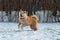 Akita Inu dog paying and jumping 