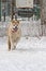 Akita Inu dog paying and jumping 