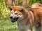 Akita Inu dog playing with his leash 