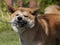 Akita Inu dog playing with his leash 