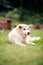 Akita Inu dog relaxing on green grass outdoors