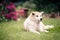 Akita Inu dog relaxing on green grass outdoors