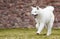 Akita Inu Dog Runs Fast