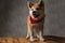 Akita Inu dog standing on wooden board sticking out tongue