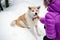 Akita Inu dog and woman, Karkonosze Mountains, Poland