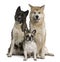 Akita inu dogs and French bulldog sitting