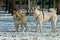 Akita Inu dogs paying and jumping 